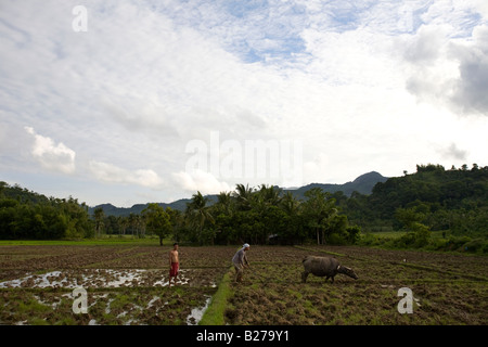 A Filipino worker drives a carabao while tending a rice field near Mansalay, Oriental Mindoro, Philippines. Stock Photo