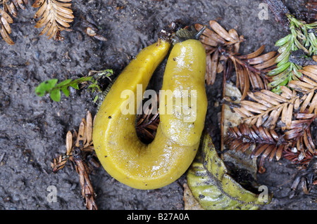 North American Terrestrial Banana Slug Stock Photo