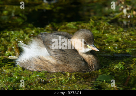 non-breeding Little Grebe on pondweed-choked pond Stock Photo