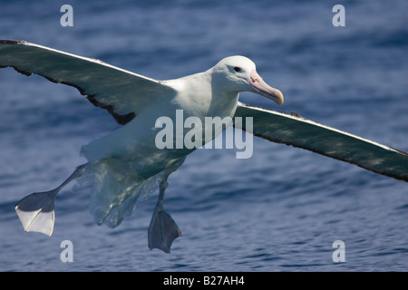 Southern Royal Albatross (Diomedea epomophora epomophora) using feet as air brakes prior to landing on ocean Stock Photo