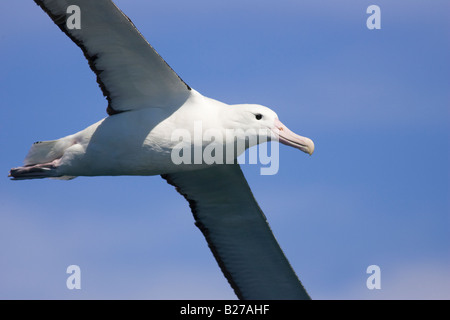 Northern Royal Albatross (Diomedea epomophora sanfordi) in flight Stock Photo