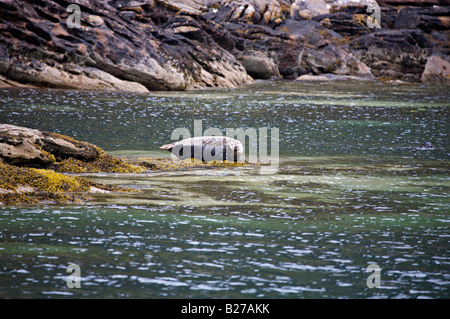 Atlantic grey seal near Ullapool, Scotland Stock Photo