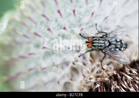 Sarcophaga bercaea. Flesh fly on cotton thistle Stock Photo