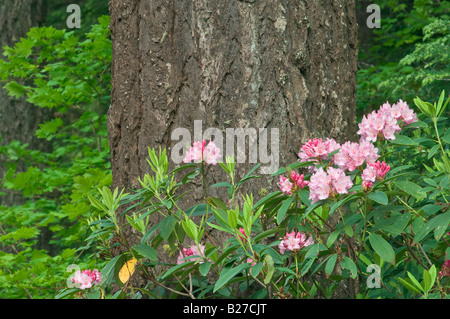 Rhododendron and Douglas fir Cascade Mountains Oregon Stock Photo