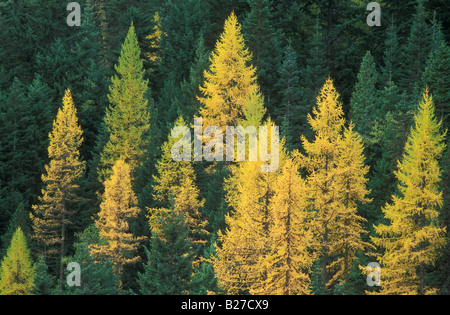 Larch trees in Fall Cascade Mountains Oregon Stock Photo
