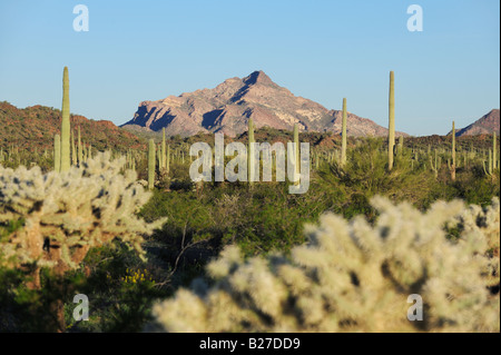 Desert with Saguaro Cactus Carnegiea gigantea Teddy Bear Cholla Cactus Organ Pipe Cactus National Monument Arizona USA March Stock Photo