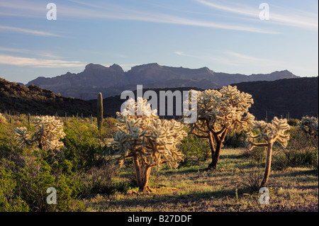 Desert with Saguaro Cactus Carnegiea gigantea Teddy Bear Cholla Cactus Organ Pipe Cactus National Monument Arizona USA March Stock Photo