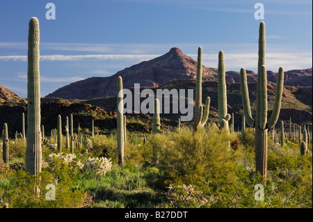 Desert with Saguaro Cactus Carnegiea gigantea Teddy Bear Cholla Cactus Organ Pipe Cactus National Monument Arizona USA March Stock Photo