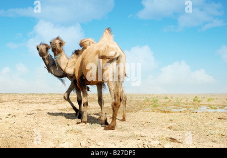 Candid photo of two camels standing in the desert Stock Photo
