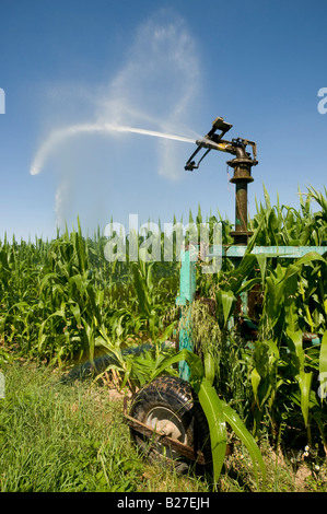 Irrigation system - Maize / Sweet Corn crop, Indre-et-Loire, France. Stock Photo