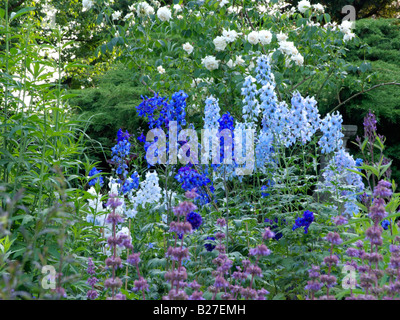 Larkspur (Delphinium elatum 'Finsteraarhorn' and Delphinium elatum 'Morgentau') Stock Photo