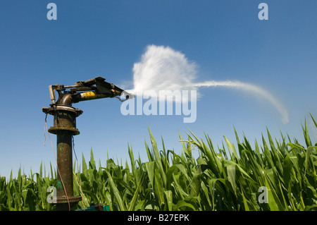 Irrigation system - Maize / Sweet Corn crop, Indre-et-Loire, France. Stock Photo