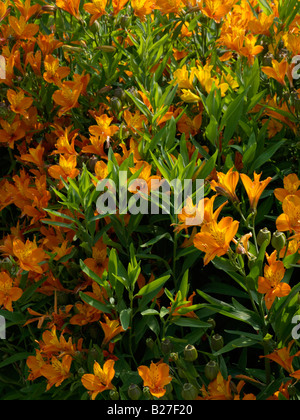 Peruvian lily (Alstroemeria aurea) Stock Photo