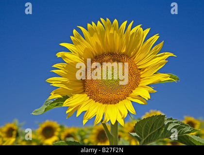 Large flowering head of sunflower found in field near Riaz, Provence, France. Stock Photo