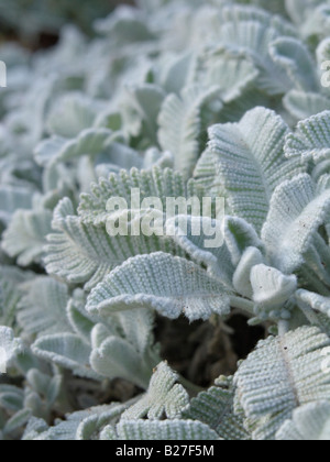 Silver lace tansy (Tanacetum haradjanii) Stock Photo