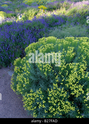 Lavender cotton (Santolina chamaecyparissus) and common lavender (Lavandula angustifolia) Stock Photo