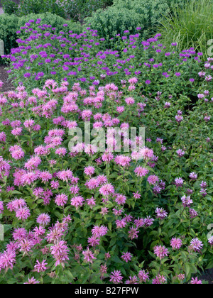 Wild bergamot (Monarda fistulosa) Stock Photo