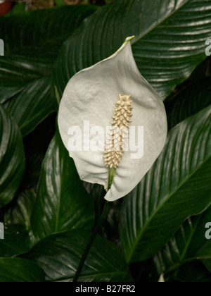 Peace lily (Spathiphyllum floribundum) Stock Photo