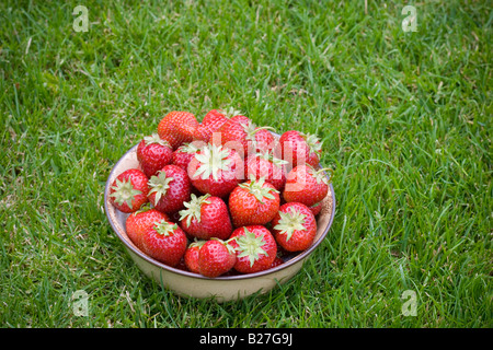 A bowl of freshly picked strawberries on green grass outside