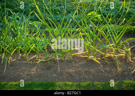 A suburban backyard vegetable garden showing garlic plants in the foreground Abbotsford, British Columbia, Canada. Stock Photo