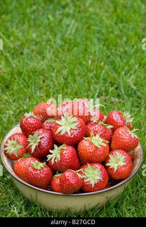 A bowl of freshly picked strawberries on green grass outside Stock Photo