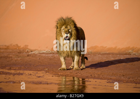 Barbary Lion watches from across a desert stream. (captive) Stock Photo