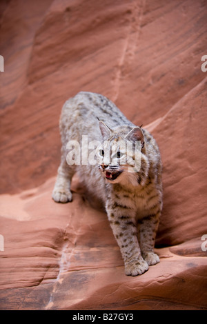 Bobcat balanced on a wall in a slot canyon. (captive) Stock Photo