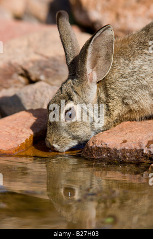 Desert Cottontail Stock Photo