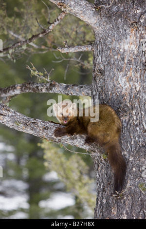 American Pine Marten resting in a tree. (captive) Stock Photo