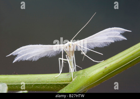 white plume moth Pterophorus pentadactyla Stock Photo