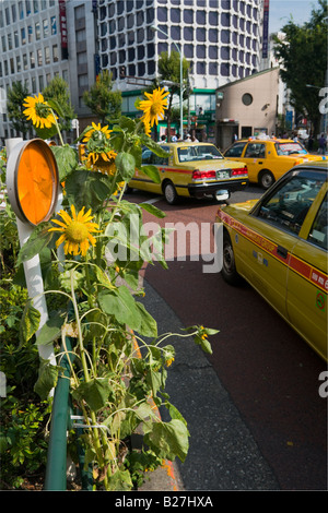 Sunflowers on the corner of Gyoen Dori and Yasukuni Dori in Shinjuku, Tokyo. Stock Photo