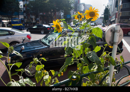 Sunflowers on the corner of Gyoen Dori and Yasukuni Dori in Shinjuku, Tokyo. Stock Photo