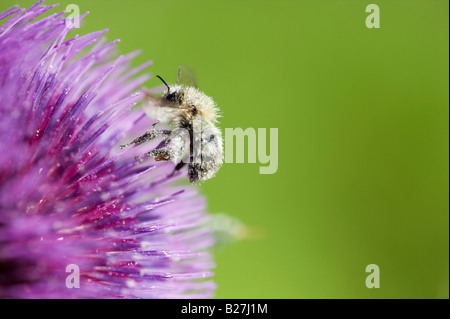 Bombus pascuorum. Brown-banded carder bee covered in pollen on a cotton thistle in the english countryside. UK Stock Photo