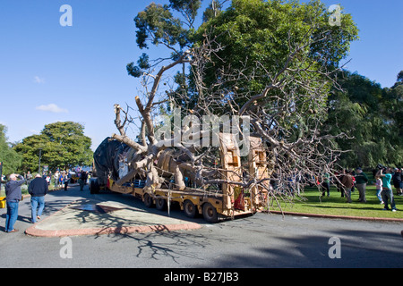 A boab tree arrives in King's Park in Perth after its 3200km journey from Warmun in the Kimberley. Stock Photo