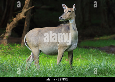 Antelope or Nilgai, (Boselaphus trogocamelus) Stock Photo