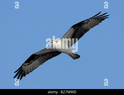 Osprey in flight over Connetquot River State Park Oakdale New York Stock Photo