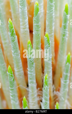 Longleaf pine trees, Florida. (Pinus Palustris Stock Photo - Alamy