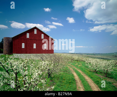 RED BARN & MONTMORENCY CHERRY TREES IN SPRING BLOOM, PETERS ORCHARDS, ADAMS COUNTY, PENNSYLVANIA, USA Stock Photo