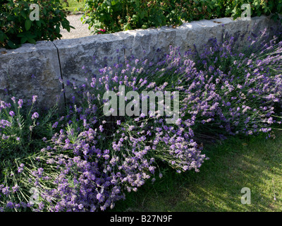 Common lavender (Lavandula angustifolia 'Hidcote Blue') Stock Photo