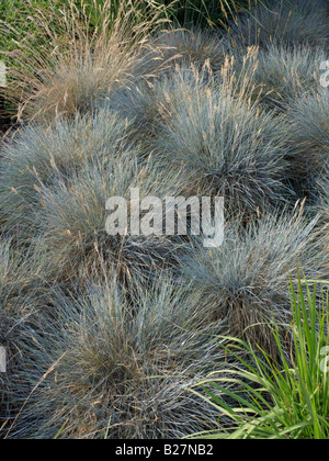 Blue fescue (Festuca cinerea syn. Festuca glauca) Stock Photo