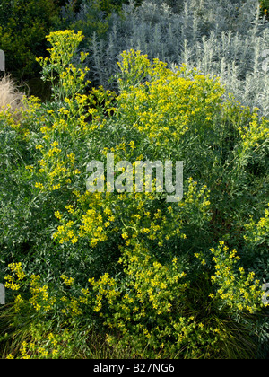 Common Ru Tree Poisonous plant / Ruta graveolens / Common Rue Stock Photo - Alamy