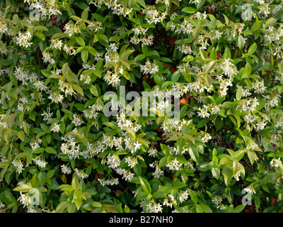 Star jasmine (Trachelospermum jasminoides) Stock Photo