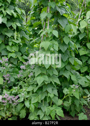 Green bean (Phaseolus vulgaris var. vulgaris 'Blauhilde') and borage (Borago officinalis) Stock Photo