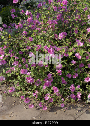 Garden tree mallow (Lavatera thuringiaca 'Kew Rose') Stock Photo