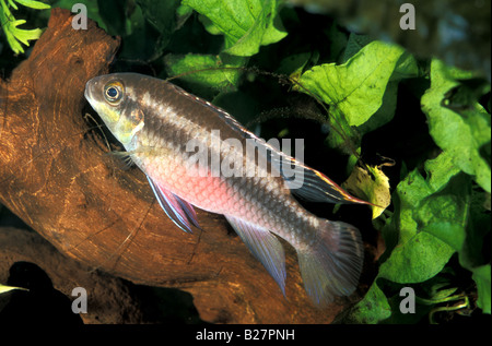 Pelvicachromis pulcher, female, Dward Cichlid, Africa Stock Photo