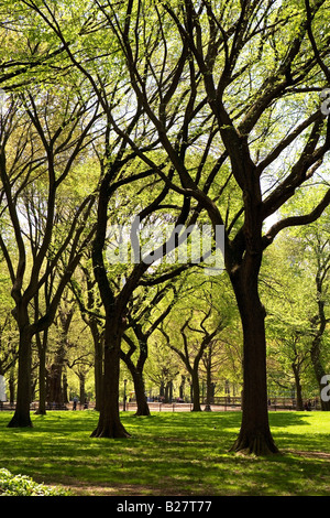 Trees in Central Park, New York, United States Stock Photo