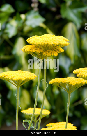 Organic Flowers - Achillea filipendulina Cloth of Gold Stock Photo
