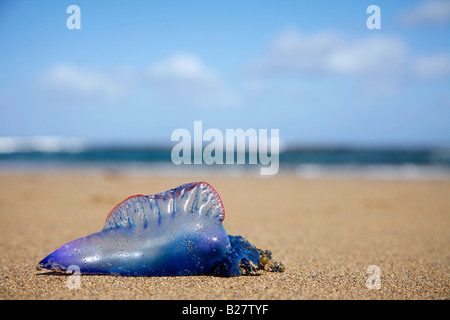 Jellyfish on the beach Stock Photo