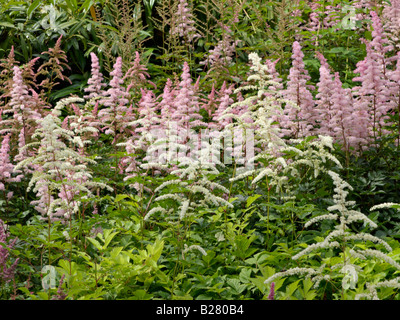 Garden astilbe (Astilbe x arendsii) Stock Photo