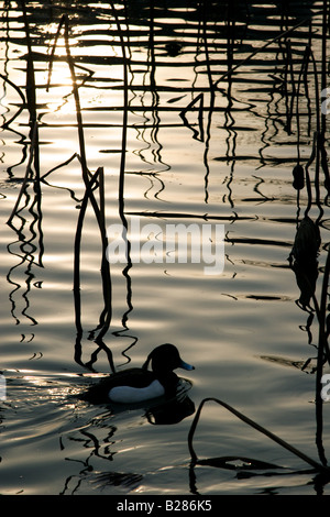 A male tufted duck (Aythya fuligula) swimming among reeds in a pond in Tokyo, Japan Stock Photo